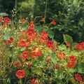 Bright orange bloomed nasturtium flowers, graceful ears and green foliage. Picturesque colors of summer. Natural