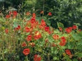 Bright orange bloomed nasturtium flowers, graceful ears and green foliage. Picturesque colors of summer. Natural