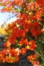 Bright orange Bougainvillea plant flowers Royalty Free Stock Photo
