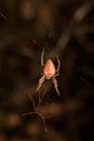 Bright orange brown spider Eriophora, a genus of orb-weaver spiders in its cobweb. Wildlife, insects world. Soft focused vertical Royalty Free Stock Photo