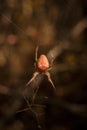 Bright orange brown spider Eriophora, a genus of orb-weaver spiders in its cobweb. Wildlife, insects world. Soft focused vertical Royalty Free Stock Photo