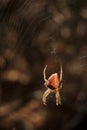 Bright orange brown spider Eriophora, a genus of orb-weaver spiders in its cobweb. Wildlife, insects world. Soft focused vertical Royalty Free Stock Photo