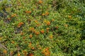 Bright Orange Bunches of Rowan Fruits Adorn the Green Bush with The First Signs of Autumn