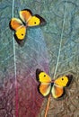 bright orange butterflies on colorful skeletonized leaves Royalty Free Stock Photo