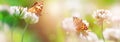 Bright orange butterflies on white clover flowers in sunlight