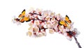 Bright orange butterflies on white spring flowers. apricot blossom branch isolated on white. colias croceus butterfly