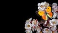 Bright orange butterfliy on whte spring flowers. apricot blossom branch isolated on black. colias croceus butterfly Royalty Free Stock Photo