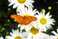 Bright orange butterfly on white daisies