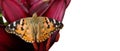 Bright orange butterfly on a purple lily flower. painted lady butterfly close up. copy space Royalty Free Stock Photo