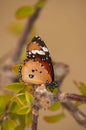 bright orange butterfly sits on a branch on a yellow background nature, insects Royalty Free Stock Photo