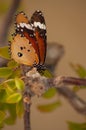 bright orange butterfly sits on a branch on a yellow background nature, insects Royalty Free Stock Photo