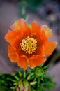Bright Orange Cactus Flower