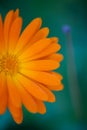 Bright orange calendula flower close-up photography on a green background. Royalty Free Stock Photo