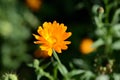 Bright orange calendula flower in a summer garden on a sunny day Royalty Free Stock Photo