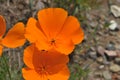 California Poppy Eschscholzia californica Close Up