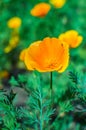 Bright orange california poppies in full bloom Eschscholzia californica Royalty Free Stock Photo