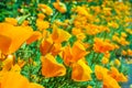 Bright orange california poppies in full bloom Eschscholzia californica