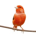 A bright orange canary perched on a thin branch against a white background. Its Royalty Free Stock Photo