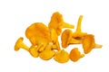 Bright orange chanterelle mushrooms on a white background Royalty Free Stock Photo