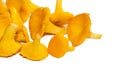 Bright orange chanterelle mushrooms on a white background Royalty Free Stock Photo