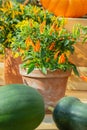 Bright orange chili peppers in a clay pot, two green pumpkins in the foreground, vertical photo. Ripe jalapeno pepper vegetable in