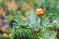 Bright cloudberry on a background of green leaves Royalty Free Stock Photo