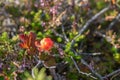 Bright orange cloudberry on a background of green leaves Royalty Free Stock Photo