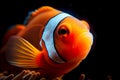 Bright orange clown fish on a black background, Generative AI