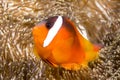 Bright orange clownfish