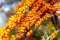 Bright orange clusters of ripe sea buckthorn