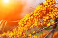 Bright orange clusters of ripe sea buckthorn