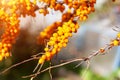 Bright orange clusters of ripe sea buckthorn