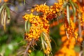 Bright orange clusters of ripe sea buckthorn