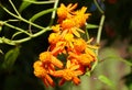 The bright orange color of Mexican Flame vine flowers Royalty Free Stock Photo