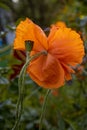 Bright orange color poppy flower petals and green seed box Royalty Free Stock Photo