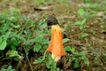 Bright Orange Color Wild Bamboo Fungus or Long Net Stinkhorn Mushroom with Two Little Bees