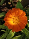 Bright orange coloured pot marigold or calendula flower with central parts pollens stamens pistils. Having medicinal values