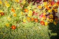 Bright orange colours of monarch butterfly pollination marigold flowers Royalty Free Stock Photo