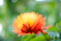 Bright orange Combretum flower with details.