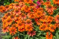 Bright orange coneflowers in a sunny garden