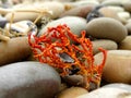 Bright orange coral Royalty Free Stock Photo