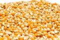 The bright orange corn kernels are simply stunning