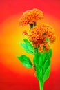 Bright orange crested cockscomb flowers against gradient backdrop Royalty Free Stock Photo