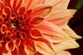 A bright orange dahlia flower, closeup. Flower Royalty Free Stock Photo
