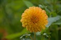 bright orange dahlia flower in the garden Royalty Free Stock Photo