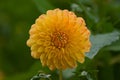 bright orange dahlia flower in the garden Royalty Free Stock Photo