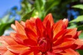 Bright orange dahlia petals macro, floral abstract background. Close up of flower dahlia for background Royalty Free Stock Photo