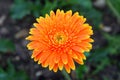 Bright Orange Daisy Flower with Raindrops Royalty Free Stock Photo