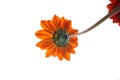 Bright orange daisy variety flower from below on white studio background