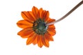 Bright orange daisy variety flower from below on white studio background